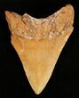 Rare Moroccan Megalodon Tooth - #5416-2